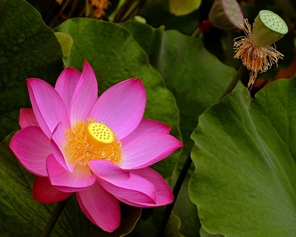 Le lotus d'Orient