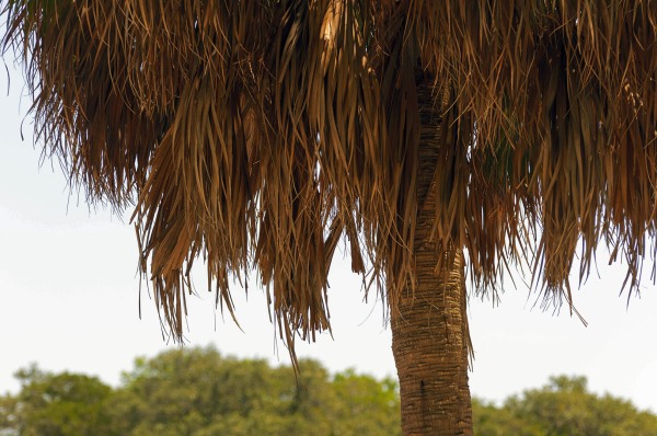 Une des nombreuses variétés de palmiers